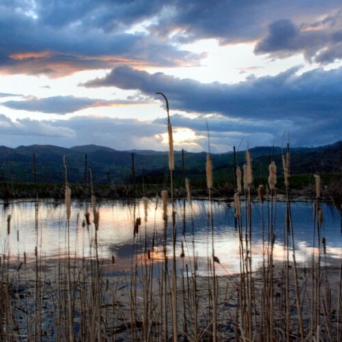 lo stagno (9)
